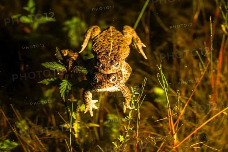 Two natterjack toads (Bufo calamita) mating in the water surrounded by plants, Dümmer nature park Park, Lower Saxony, Germany