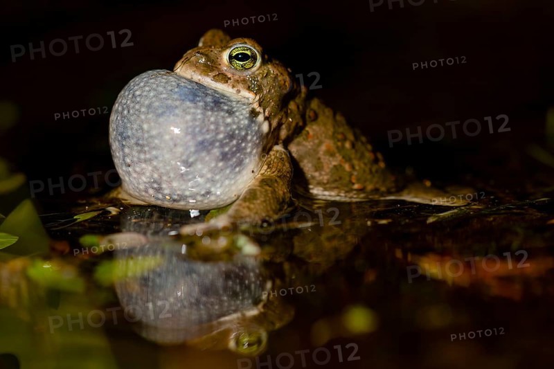 A natterjack toad (Bufo calamita) calls during courtship and reflects itself with its sound bubble in its spawning water, Dümmer nature park Park, Lower Saxony, Germany