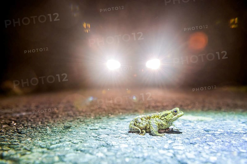 Common toad (Bufo Bufo) during toad migration at night in the spotlight, Dümmerniederung, Diepholz district, Lower Saxony, Germany
