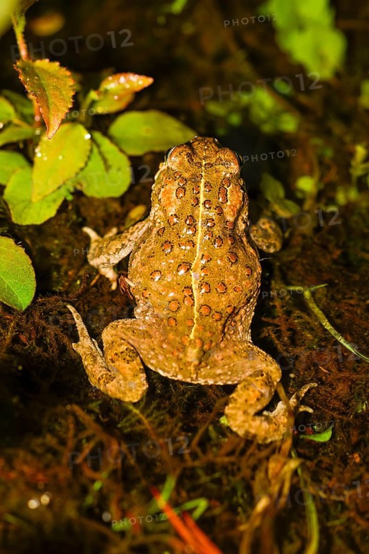 A natterjack toad (Bufo calamita) running in top view with its characteristic dorsal pattern, Dümmer nature park Park, Lower Saxony, Germany