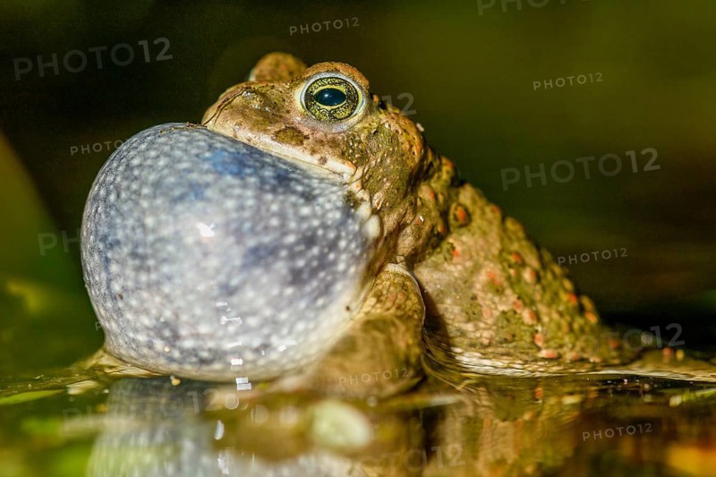 Portrait of a natterjack toad (Bufo calamita) calling during courtship and reflected with its sound bubble in its spawning water, Dümmer nature park Park, Lower Saxony, Germany