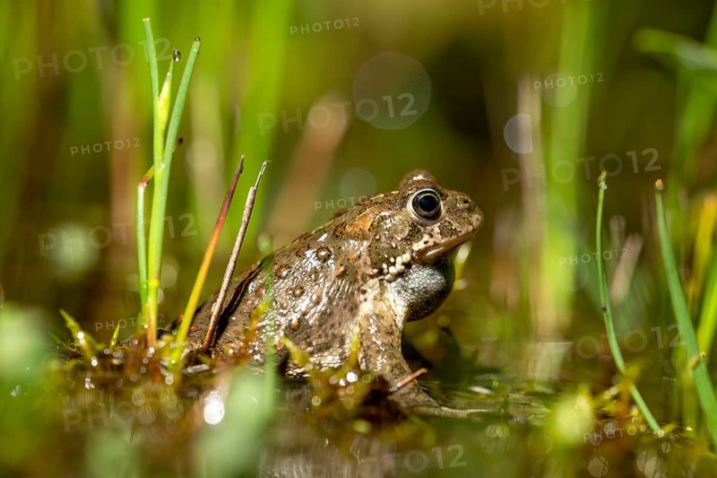 A natterjack toad (Bufo calamita) sits between marsh plants in its spawning water during courtship, Dümmer nature park Park, Lower Saxony, Germany