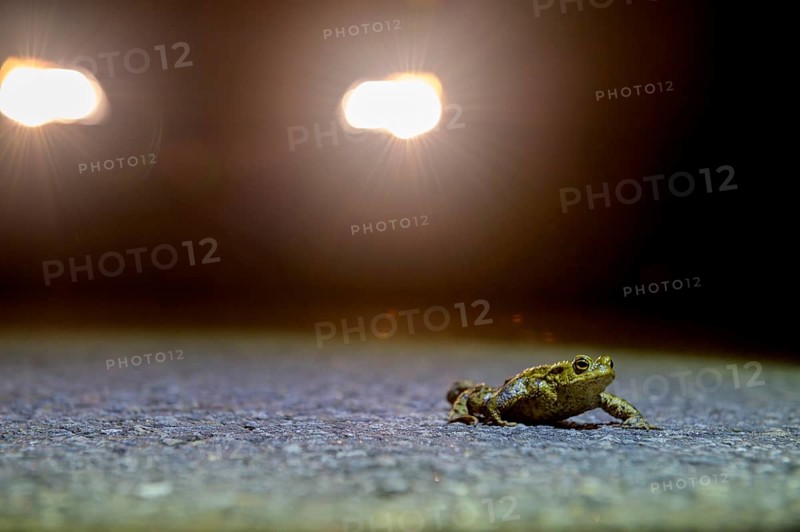Common toad (Bufo Bufo) walking across an asphalt road during toad migration at night in the headlights, Dümmerniederung, Diepholz district, Lower Saxony, Germany