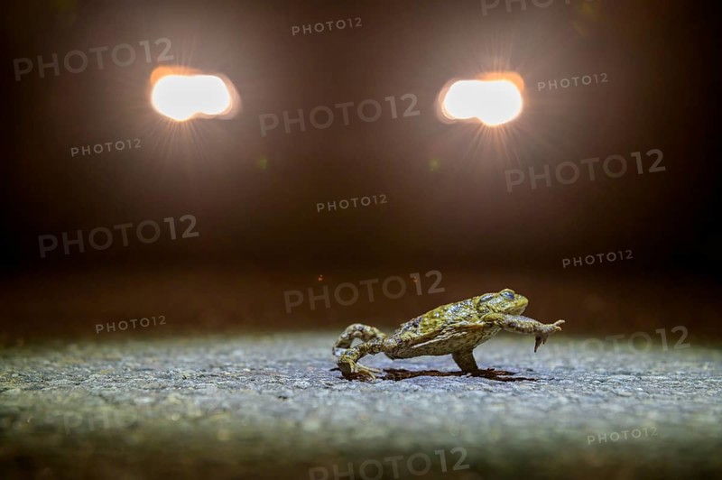 Common toad (Bufo Bufo) walking at night in the headlights during toad migration, Dümmerniederung, Diepholz district, Lower Saxony, Germany