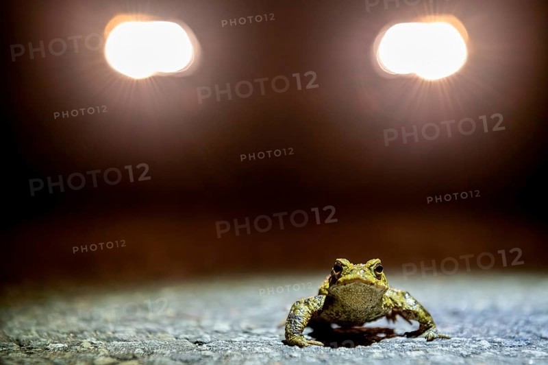 Common toad (Bufo Bufo) looking into the camera during the toad migration at night in the spotlight, Dümmerniederung, Diepholz district, Lower Saxony, Germany