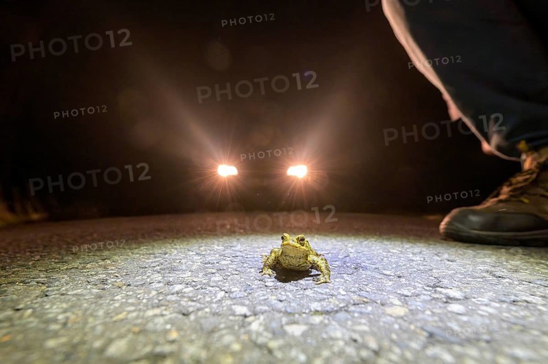 Common toad (Bufo Bufo) and shoes of a toad helper on a road at night, illuminated by car headlights, asphalt in the foreground during toad migration at night in headlights, Dümmerniederung, district of Diepholz, Lower Saxony, Germany