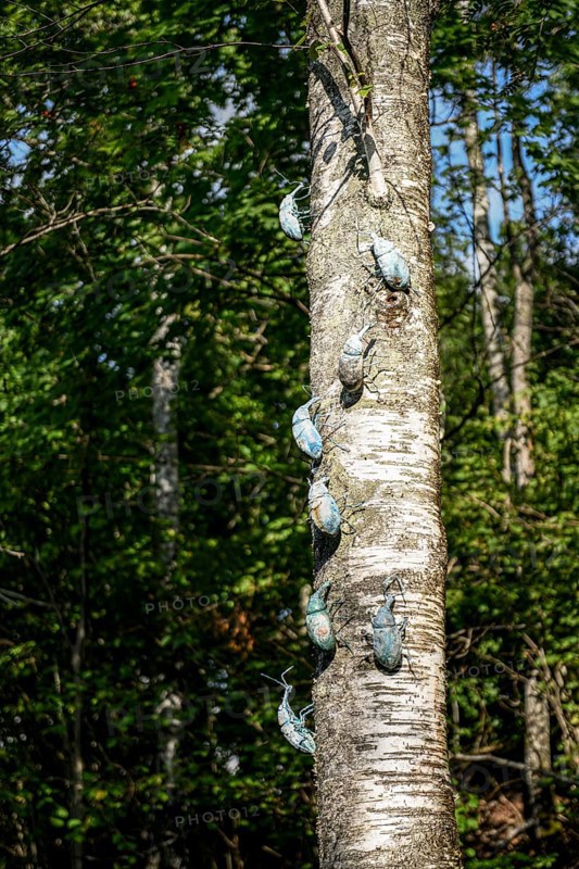 Several insect sculptures crawl up the trunk of a tree under a clear sky at the birthplace of botanist and founder of the binary nomenclature Carl von Linné, Linnés Råshult, Älmhult, Kronobergs län, Småland, Sweden