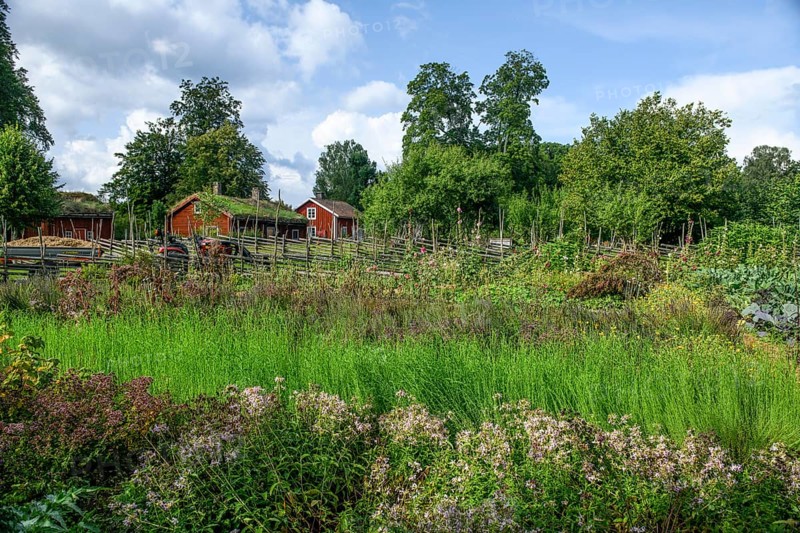 Lush garden with flowers and plants surrounded by rustic wooden houses with the birthplace of botanist and founder of the binary nomenclature Carl von Linné in the background, Linnés Råshult, Älmhult, Kronobergs län, Småland, Sweden