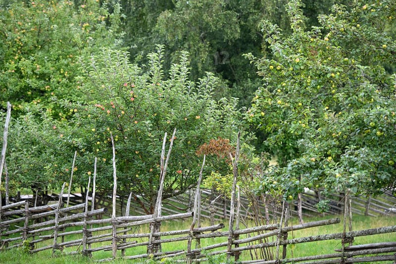 Green fruit trees full of fruit, protected by a rustic wooden fence in the cottage garden of the birthplace of botanist and founder of the binary nomenclature Carl von Linné, Linnés Råshult, Älmhult, Kronobergs län, Småland, Sweden