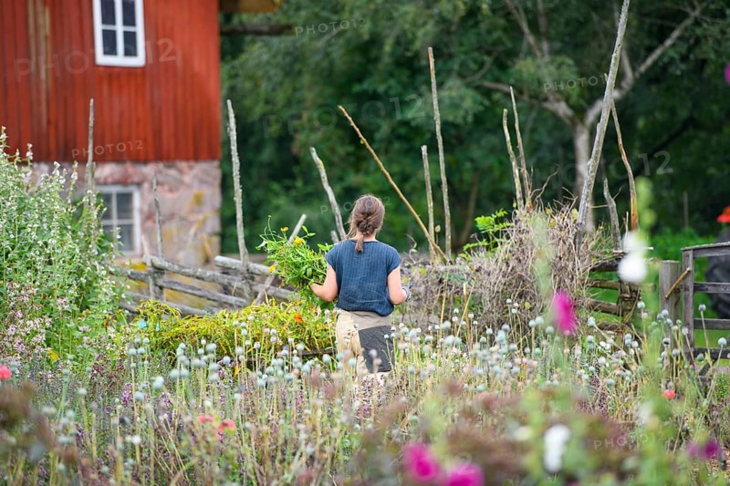 Woman in the cottage garden of a red country house surrounded by lush plants in a summery atmosphere, at the birthplace of botanist and founder of the binary nomenclature Carl von Linné, Linnés Råshult, Älmhult, Kronobergs län, Småland, Sweden