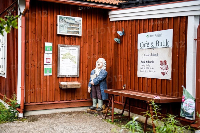 Wooden statue of botanist and founder of binary nomenclature Carl von Linné with white hair and blue jacket in front of a wooden wall at the cafe, Linnés Råshult, Älmhult, Kronobergs län, Småland, Sweden