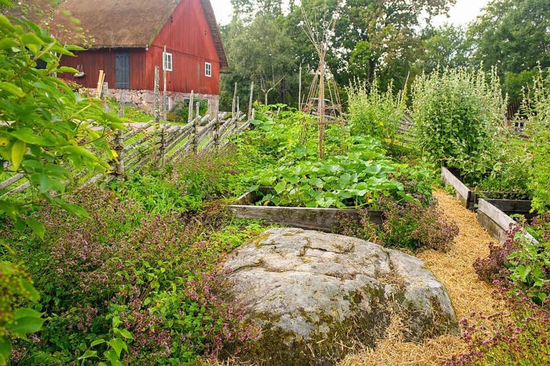 Lush garden with vegetable beds and plants, next to a red wooden house in the cottage garden of the birthplace of botanist and founder of the binary nomenclature Carl von Linné, Linnés Råshult, Älmhult, Kronobergs län, Småland, Sweden