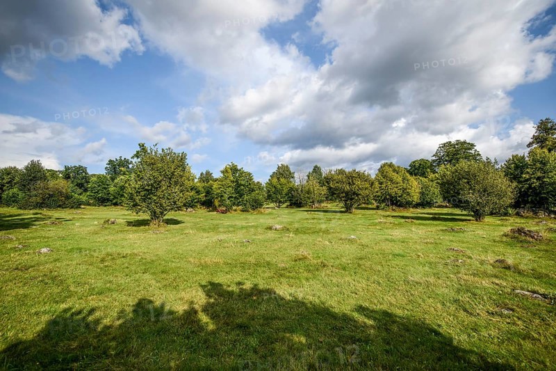 Wide green meadow with scattered trees under a cloudy sky, hude landscape Hude landscape at the birthplace of botanist and founder of the binary nomenclature Carl von Linné, Linnés Råshult, Älmhult, Kronobergs län, Småland, Sweden