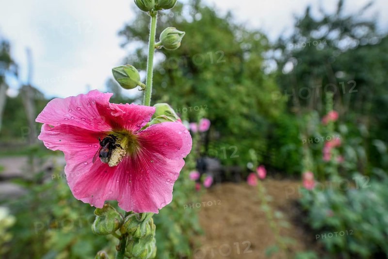 Large pink Common hollyhock (Alcea rosea) with a bumblebee surrounded by green leaves and water droplets in the cottage garden of the birthplace of the botanist and founder of binary nomenclature Carl von Linné, Linnés Råshult, Älmhult, Kronobergs län, Småland, Sweden