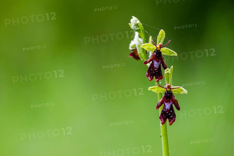 Close-up of a fly orchid (Ophrys insectifera) with insect-like appearance in vivid green, Osnabrücker Land, Lower Saxony, Germany