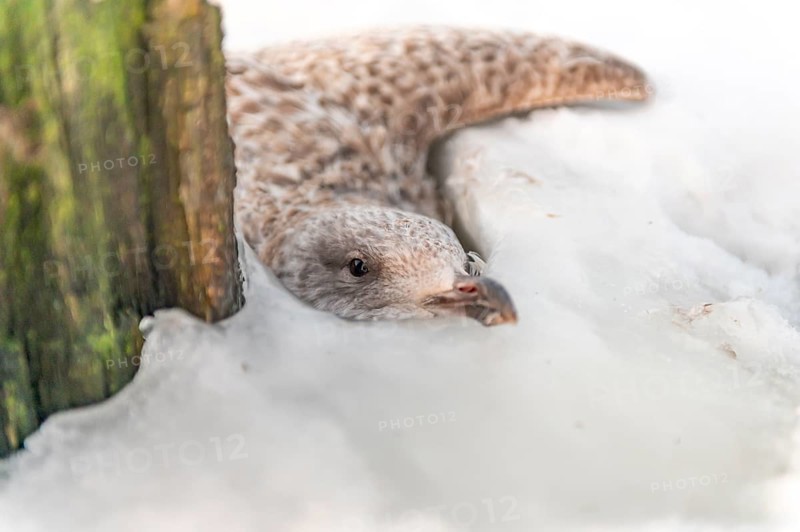 Young gull Herring Gull (Larus argentatus) frozen in the ice of Lake Dümmer in winter and radiating calm, close-up of a bird in the snow, stuck under a log, Lembruch, district of Diepholz, Lower Saxony, Germany