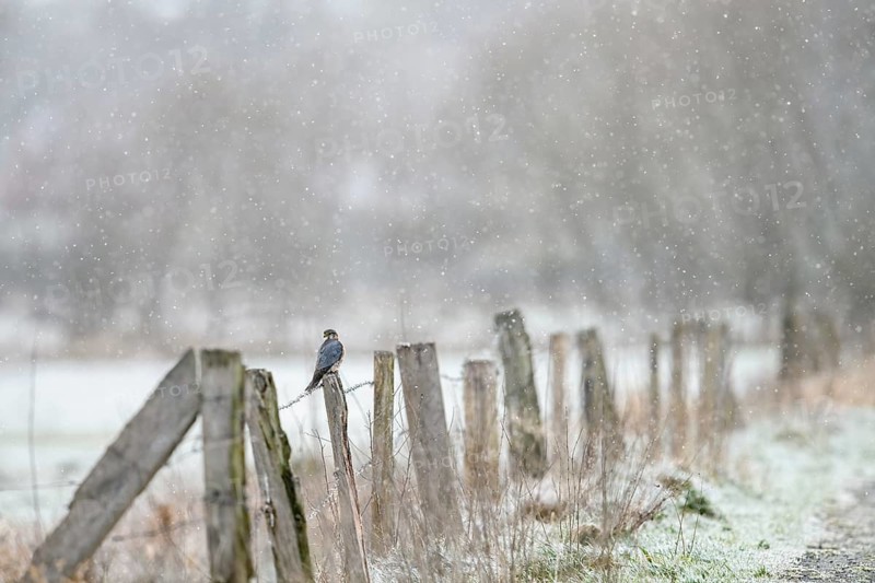 A Merlin (Falco columbarius) sitting on a snow-covered fence in a cold winter landscape, Dümmer nature park Park, Lower Saxony, Germany