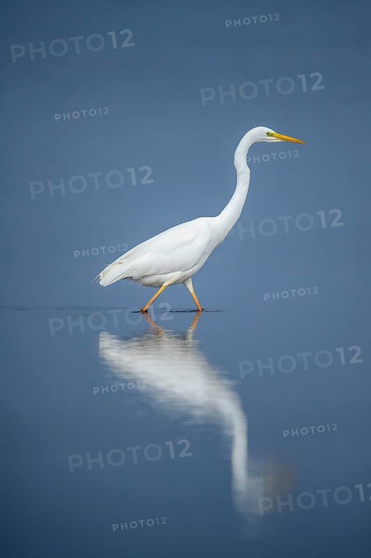 White egret (Egretta alba) wading through still blue water, its majestic reflection clearly visible, Dümmer nature park Park, Lower Saxony, Germany