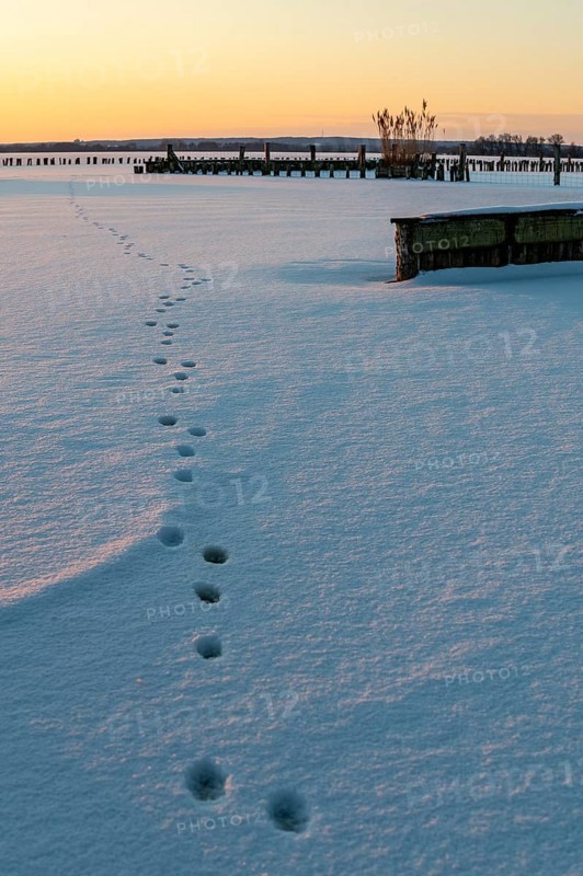 Paw tracks lead across a blanket of snow on frozen Dümmer Lake at sunset, tracks in snow lead to a wintry sunset in a vast landscape, Lembruch, Diepholz district, Lower Saxony, Germany