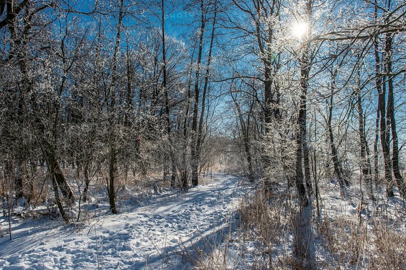 Snowy forest trail on hiking car park with sunlit, icy branches and footprints in the snow, Hüde, Dümmer nature park Park, Lower Saxony, Germany