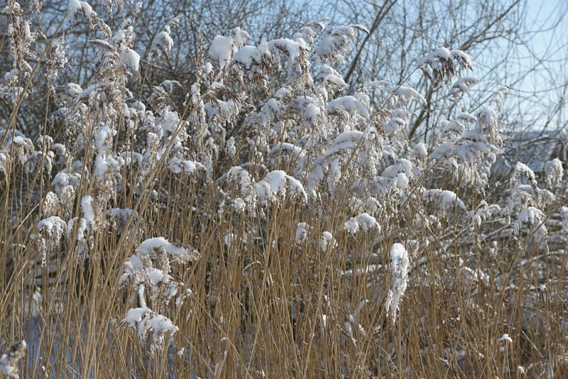 Snow-covered reeds in winter, radiate peace and cold, snow-covered reeds in a wintry landscape, Lembruch, Diepholz district, Lower Saxony, Germany