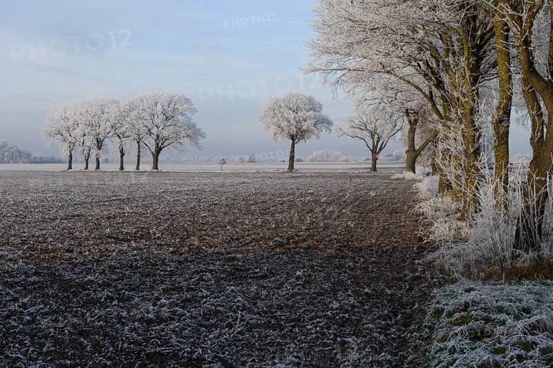 Frosty winter landscape with trees lining the horizon, Dümmer nature park Park, Lower Saxony, Germany