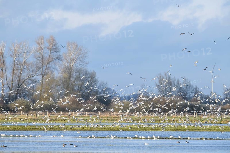Flock of birds rising into the sky over an irrigated landscape, Dümmer nature park Park, Niödersachsen, Germany