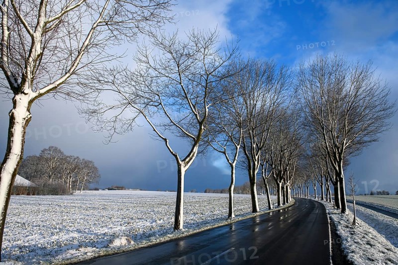 Snowy avenue along a country road under blue sky, Dümmerlohausen, Dümmer nature park Park, Lower Saxony, Germany