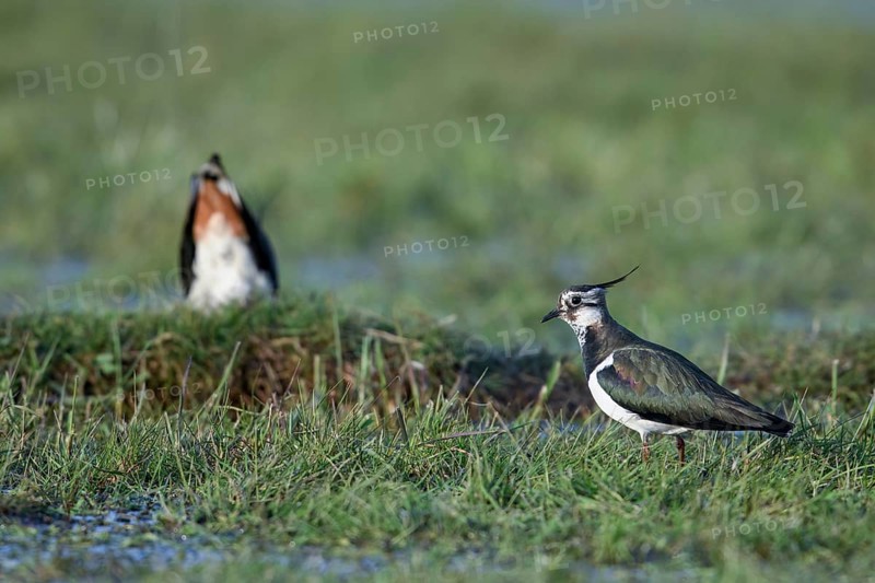 Two lapwings (Vanellus vanellus) during courtship on a green meadow, one in the foreground and one in the background calling for mating, Dümmer nature park Park, Lower Saxony, Germany