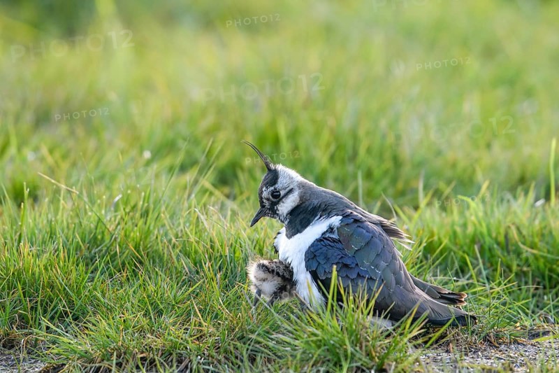 A lapwing (Vanellus vanellus) protects its chick in downy plumage in the tall grass of a wet meadow, Dümmer nature park Park, Lower Saxony, Germany