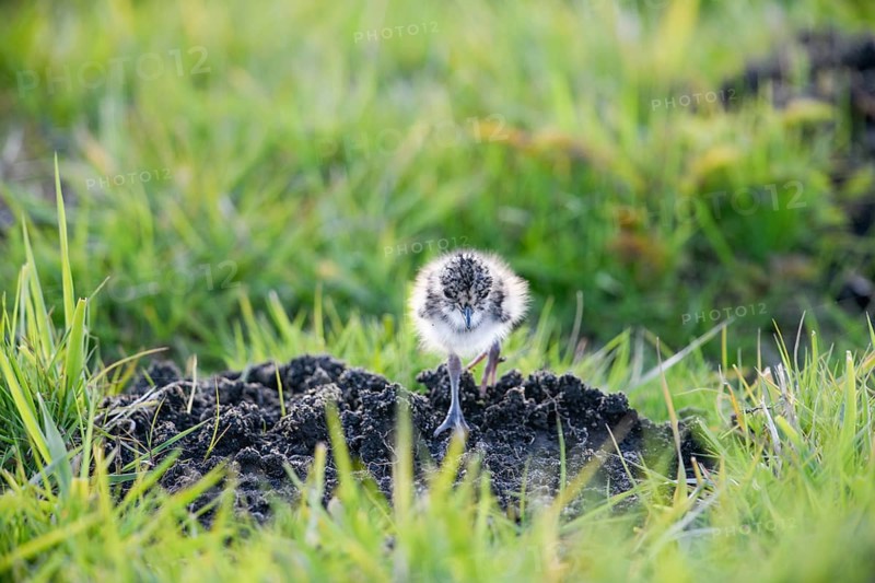A lapwing chick (Vanellus vanellus) in down plumage in the tall grass runs curiously towards a molehill in a wet meadow, peaceful and natural scene, Dümmer nature park Park, Lower Saxony, Germany