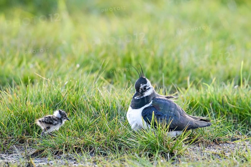 A lapwing (Vanellus vanellus) with its chick in down plumage in the tall grass of a wet meadow, Dümmer nature park Park, Lower Saxony, Germany