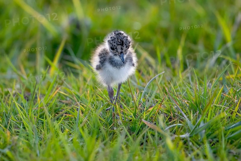 A lapwing chick (Vanellus vanellus) in down plumage in the tall grass runs curiously through a wet meadow, peaceful and natural scene, Dümmer nature park Park, Lower Saxony, Germany