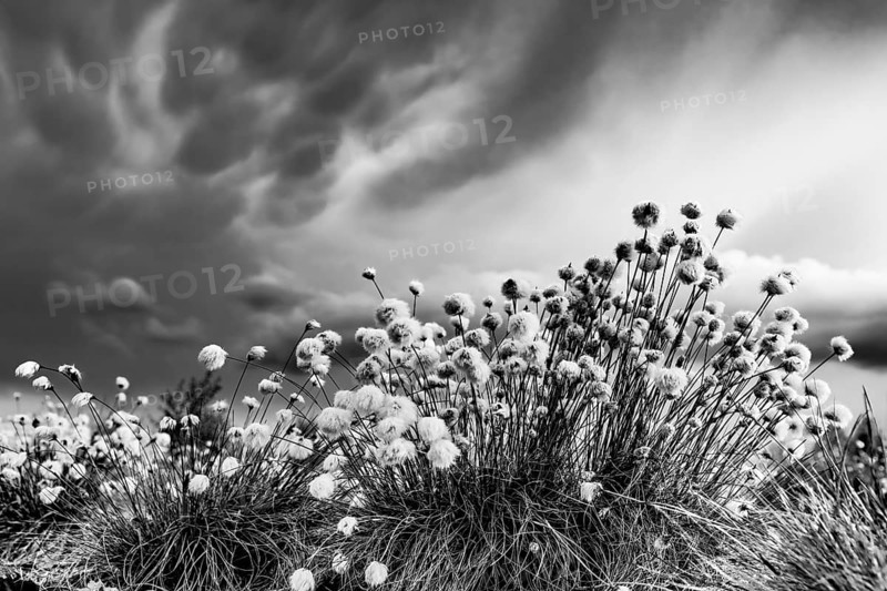 Black and white image of moor landscape with white fruiting cotton grass, image radiates vastness and openness, black and white, restored peeling area, Rhedener Geestmoor, Lower Saxony, Germany