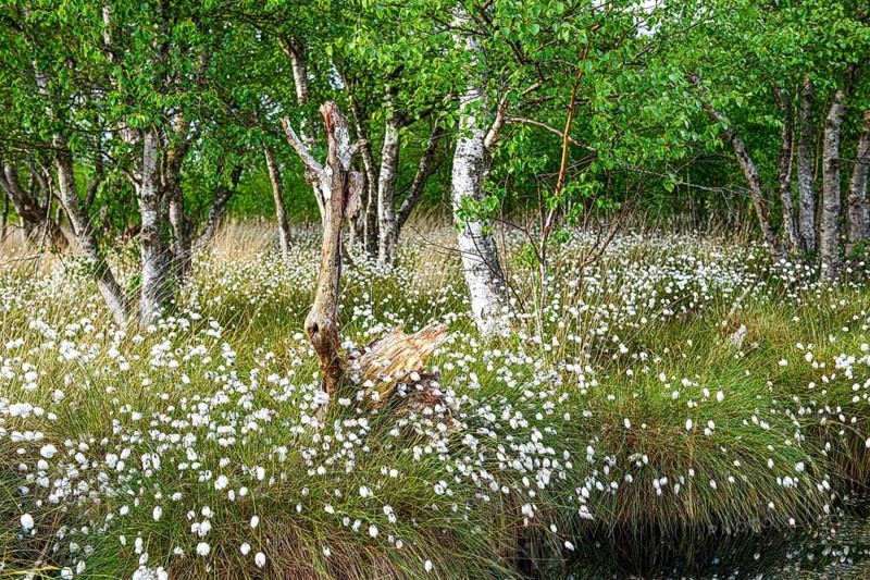 Moorland landscape with white fruiting cotton grass and thick birches in the background, Renaturerte Abtorfungsgebiet, Neustädter Moor, Lower Saxony, Germany