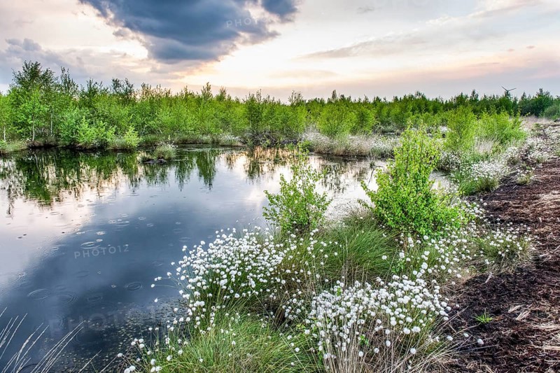Moor landscape with white fruiting cotton grass and a small moor lake bog eye in a restored peeling area, image radiates vastness and openness, Restored peeling area, Rhedener Geestmoor, Lower Saxony, Germany