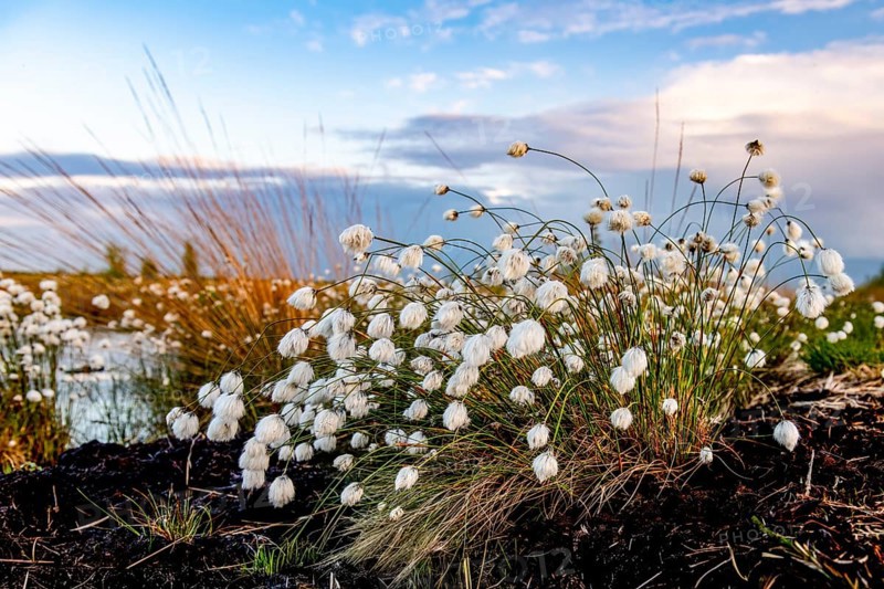 Moorland landscape with white fruiting cotton grass, image radiates vastness and openness, Restored Peatland, Rhedener Geestmoor, Lower Saxony, Germany