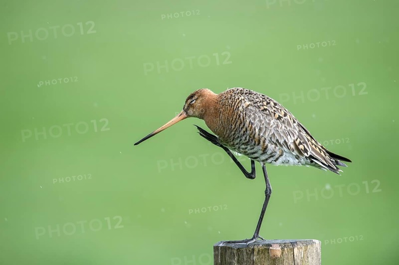 Black-tailed godwit (Limosa limosa) scratching itself, drops form a picturesque backdrop, Dümmer nature park Park, Lower Saxony, Germany