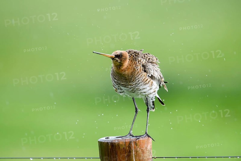 Black-tailed godwit (Limosa limosa) shakes on a pole in the rain, drops form a picturesque backdrop, Dümmer nature park Park, Lower Saxony, Germany