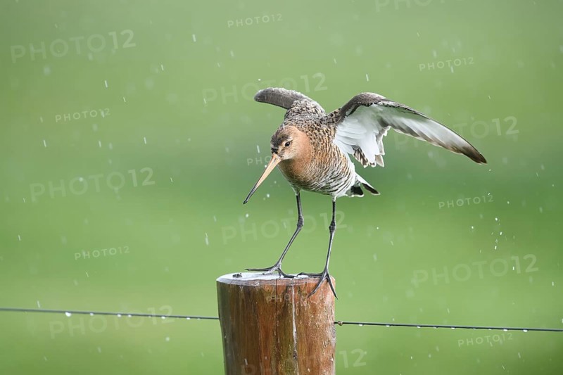 Black-tailed godwit (Limosa limosa) standing on a pole in the rain with wings outstretched, drops form a picturesque backdrop, Dümmer nature park Park, Lower Saxony, Germany