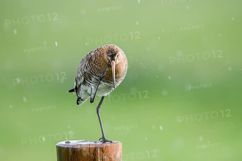 Black-tailed godwit (Limosa limosa) stands on a pole in the rain and scratches itself, drops form a picturesque backdrop, Dümmer nature park Park, Lower Saxony, Germany
