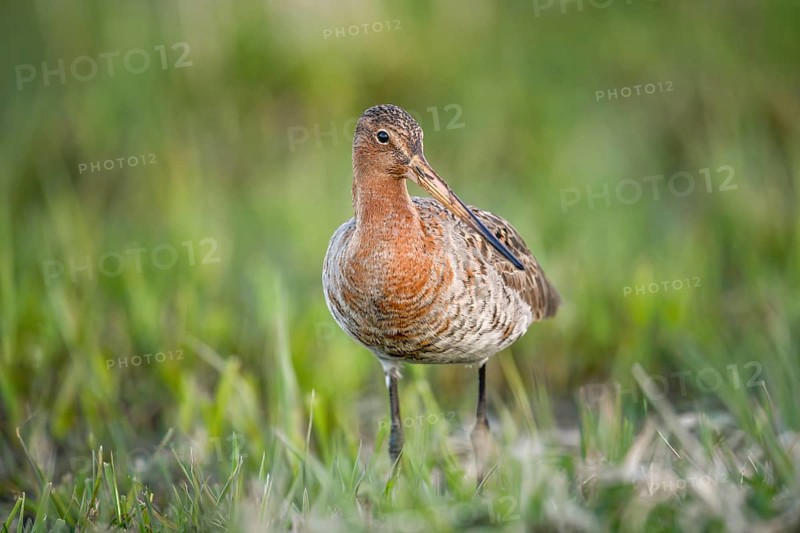 A black-tailed godwit (Limosa limosa) stands on a green meadow and looks into the camera, Dümmer nature park Park, Lower Saxony, Germany