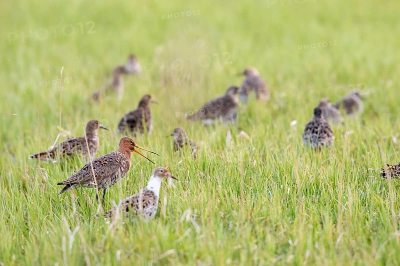 A black-tailed godwit (Limosa limosa) stands calling in a damp meadow amidst a flock of ruffs (Calidris pugnax), Dümmer nature park Park, Lower Saxony, Germany