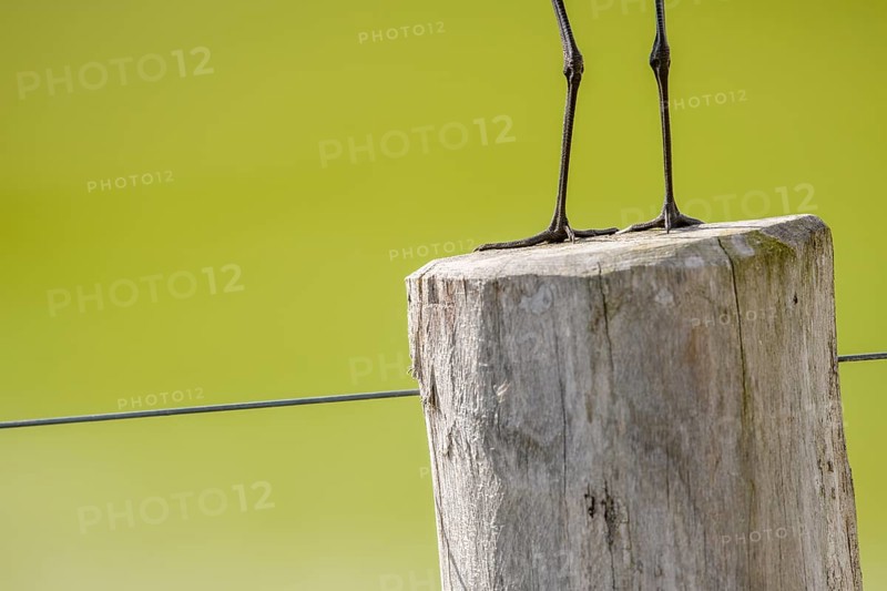 A black-tailed godwit (Limosa limosa) sits on a fence post, only the legs are visible against a calm green background, Dümmer nature park Park, Lower Saxony, Germany