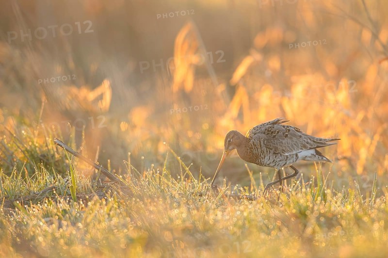 A black-tailed godwit (Limosa limosa) searches for food on a wet meadow in a dewy golden light, Dümmer nature park Park, Lower Saxony, Germany