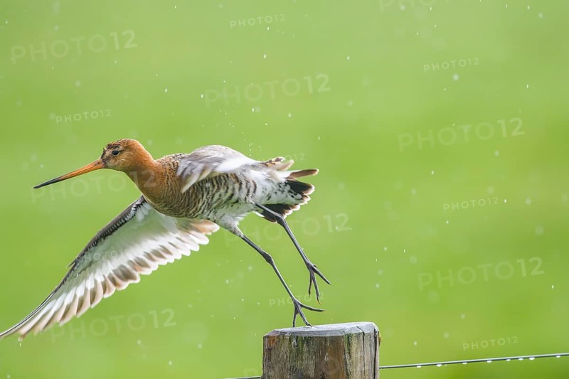 Black-tailed godwit (Limosa limosa) flies off a post in the rain, drops form a picturesque backdrop, Dümmer nature park Park, Lower Saxony, Germany