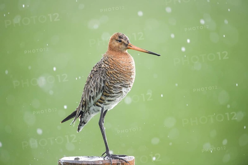 Black-tailed godwit (Limosa limosa) standing on a pole in the rain, drops form a picturesque backdrop, Dümmer nature park Park, Lower Saxony, Germany