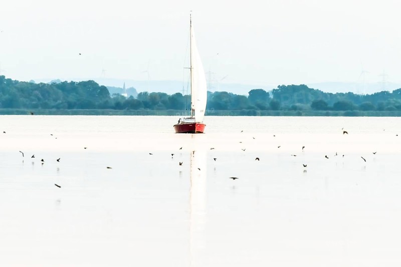 Lonely sailboat on quiet Dümmer Lake surrounded by birds, soft light and peaceful atmosphere, Lembruch, Dümmer See, Lower Saxony, Germany