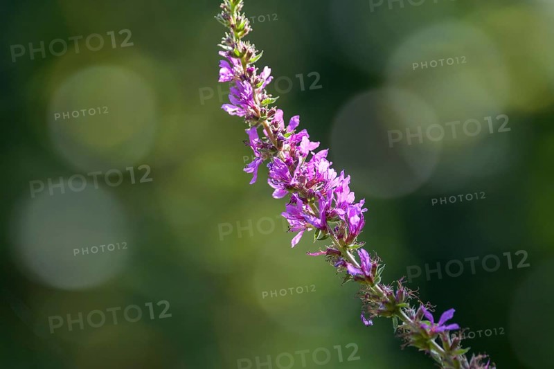 Purple loosestrife (Lythrum salicaria) with blurred background, Lake Dümmer, Lower Saxony, Germany