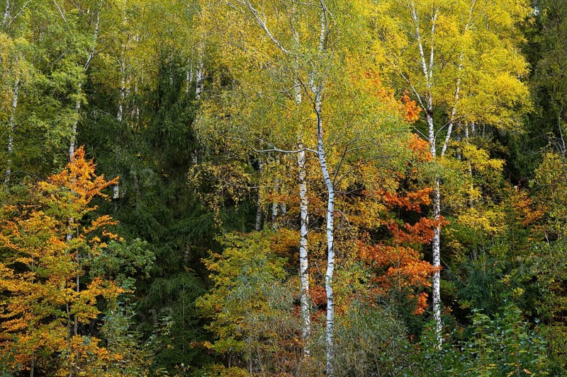Autumn forest at Granestausee in the Harz Mountains, Granestausee, Goslar, Lower Saxony, Germany